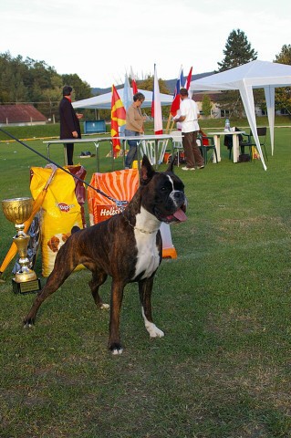 www.boxer-show.eu